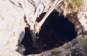 ARQUEOLOGIA cueva santa