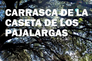 CARRASCA DE LOS PAJALARGAS