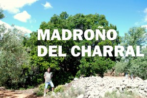 MADROÃ‘O DEL CHARRAL