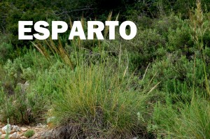 esparto5