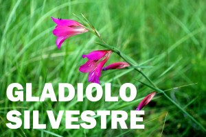 gladiolo silvestre4