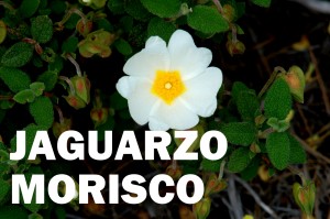 jaguarzo morisco2