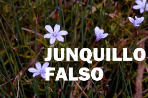 junquillo falso1-001