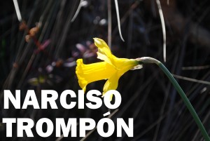 narciso-trompon-flor-color-amarillo