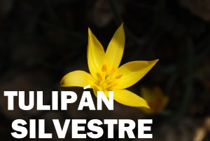 tulipán silvestre flor color amarilla